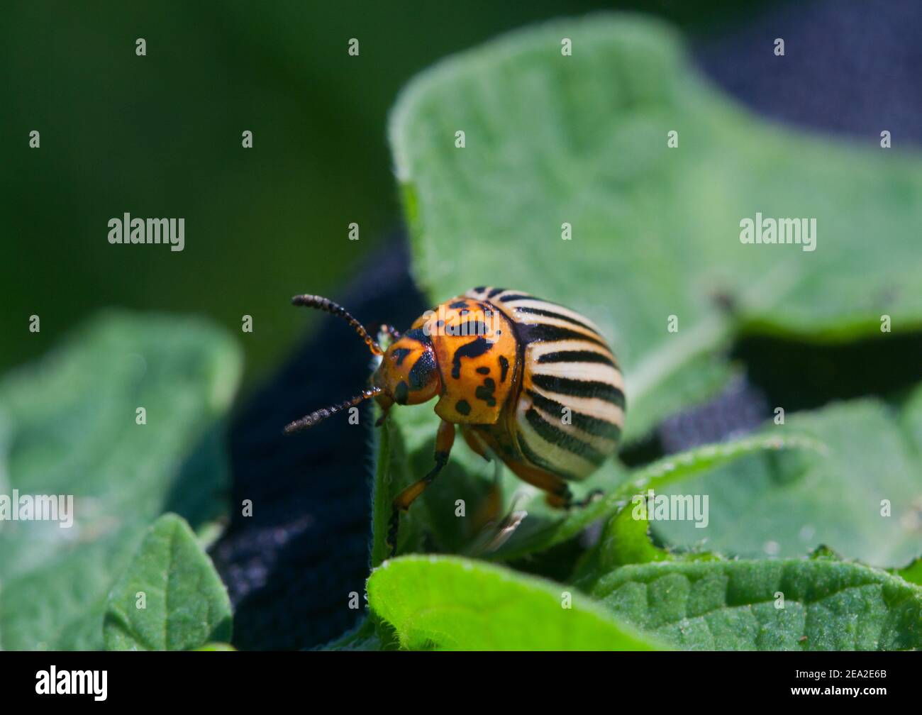 Il Colorado potato beetle sulla foglia di una pianta di patata Foto Stock