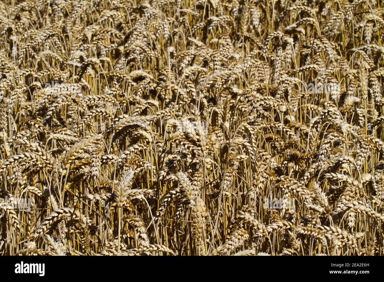 Sfondo naturale: Campo di grano, raccolto secco quasi maturo e pronto per la raccolta Foto Stock