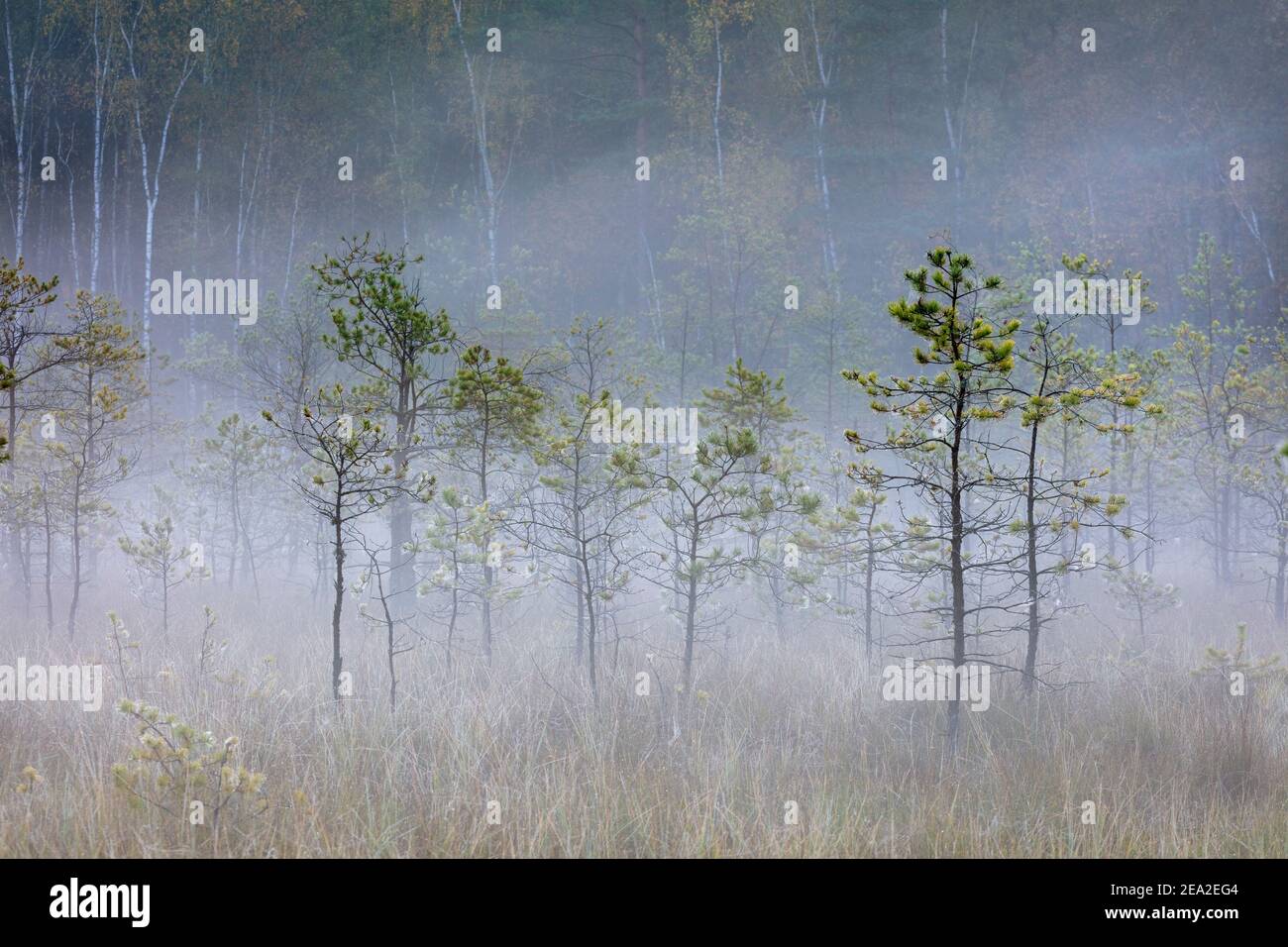 Warmia e Masuria, Piska Forest, palude foresta, Polonia Foto Stock