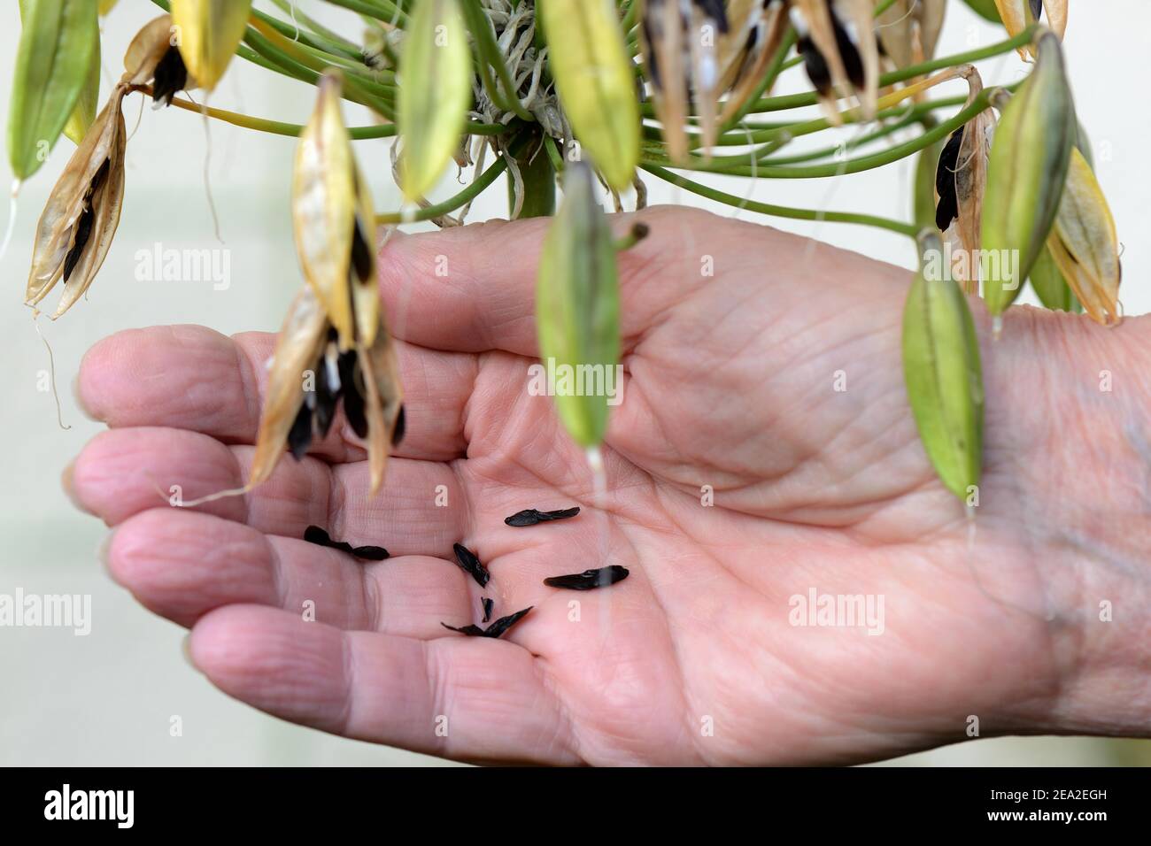 Giglio ornamentale (Agapanthus africanus), supporto per semi Foto Stock