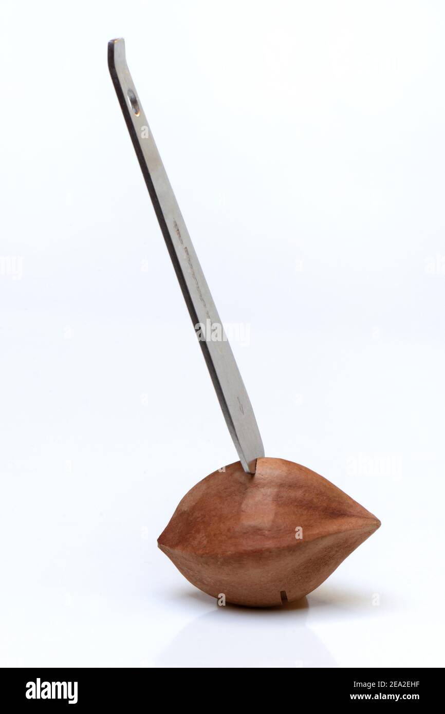 Apertura di un pili-nut con pili-cracker, pilinuts, pre-incisa (Canarium ovatum) Foto Stock