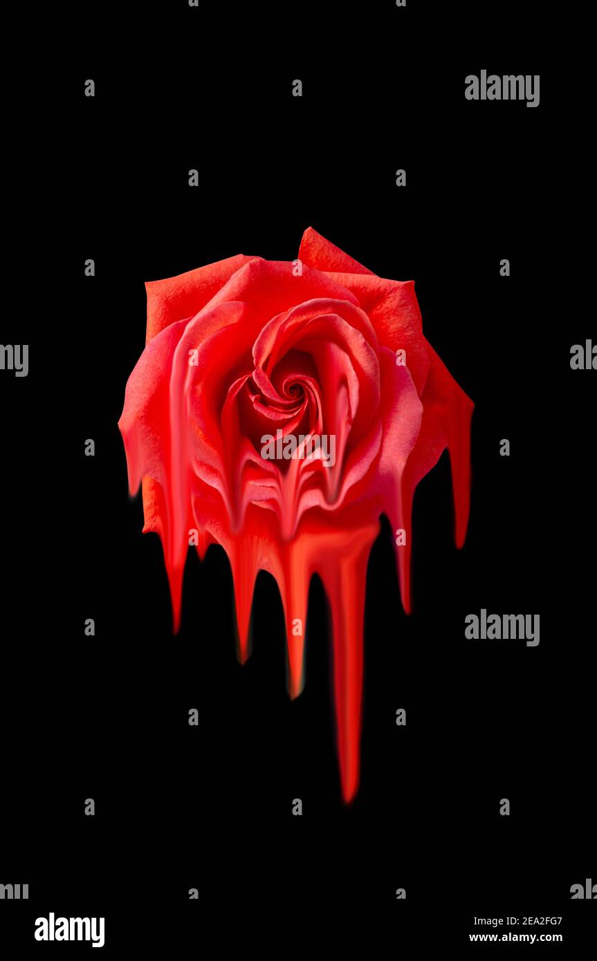 Immagine di una rosa sciogliente macchiata in soluzione isolata su uno sfondo nero dove il colore rosso oscilla a strisce. Foto Stock