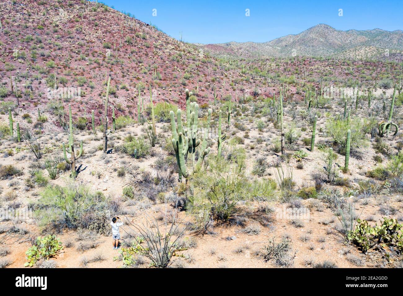 Tourst ntourtking a photo of a Saguaro cactus, Tucson Mountain Park, Tuscon AZ, USA Foto Stock