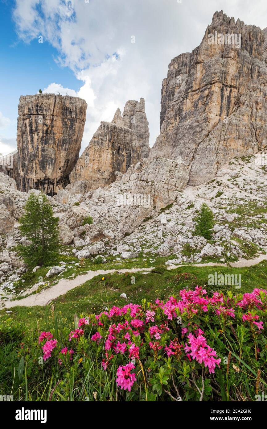 Fioritura di rododendro presso le vette delle cinque Torri. Le Dolomiti di Ampezzo. Veneto. Italia. Europa. Foto Stock