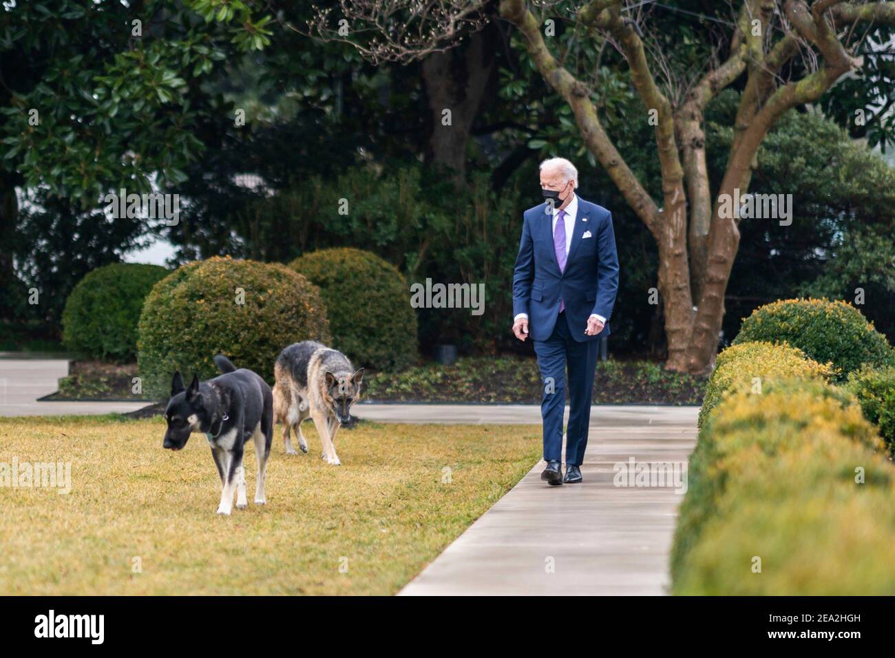 Il presidente degli Stati Uniti Joe Biden cammina con i suoi cani Major e Champ sulla strada per l'Ufficio ovale attraverso il Giardino delle rose della Casa Bianca 26 gennaio 2021 a Washington, DC. Foto Stock