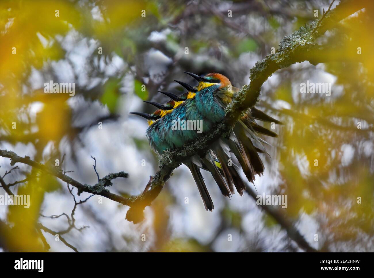 Cinque mangiatoia europea (Apiaster Merops) che si rifugiano sotto le foglie da una pioggia fredda. Foto Stock