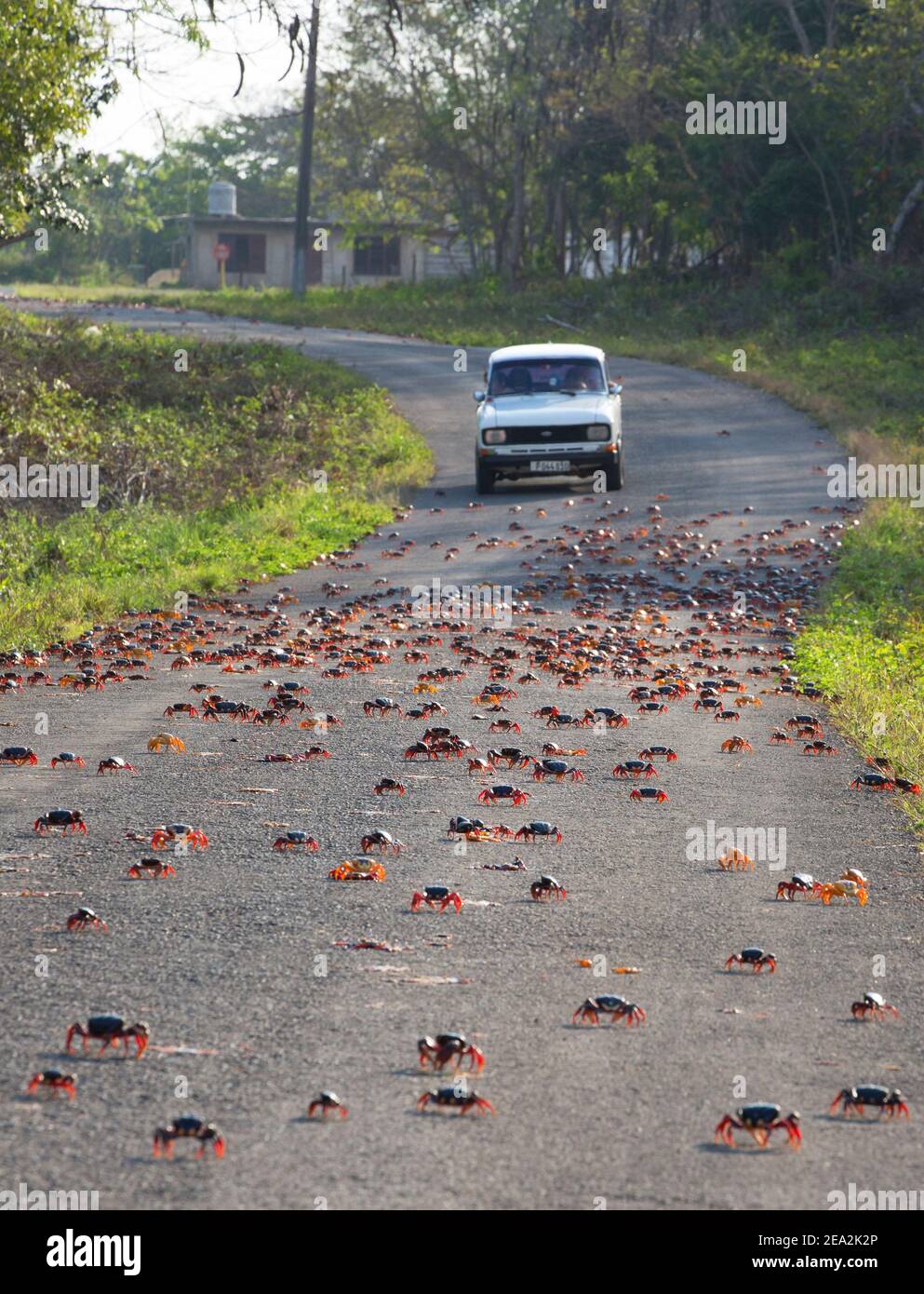 Granchi cubani di terra, Gecarcinus ruricola, che attraversa la strada per la migrazione primaverile, che sta per essere runover in auto. Marzo, Playa Giron, Zapata, Cuba Foto Stock