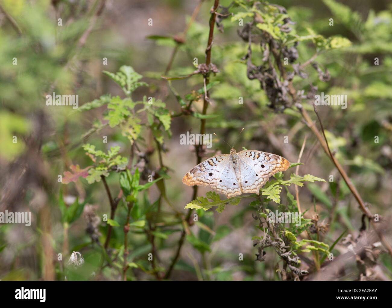 White Peacock Butterfly, Anartia jatrophae, singolo adulto che riposa sulla vegetazione, Cuba Foto Stock