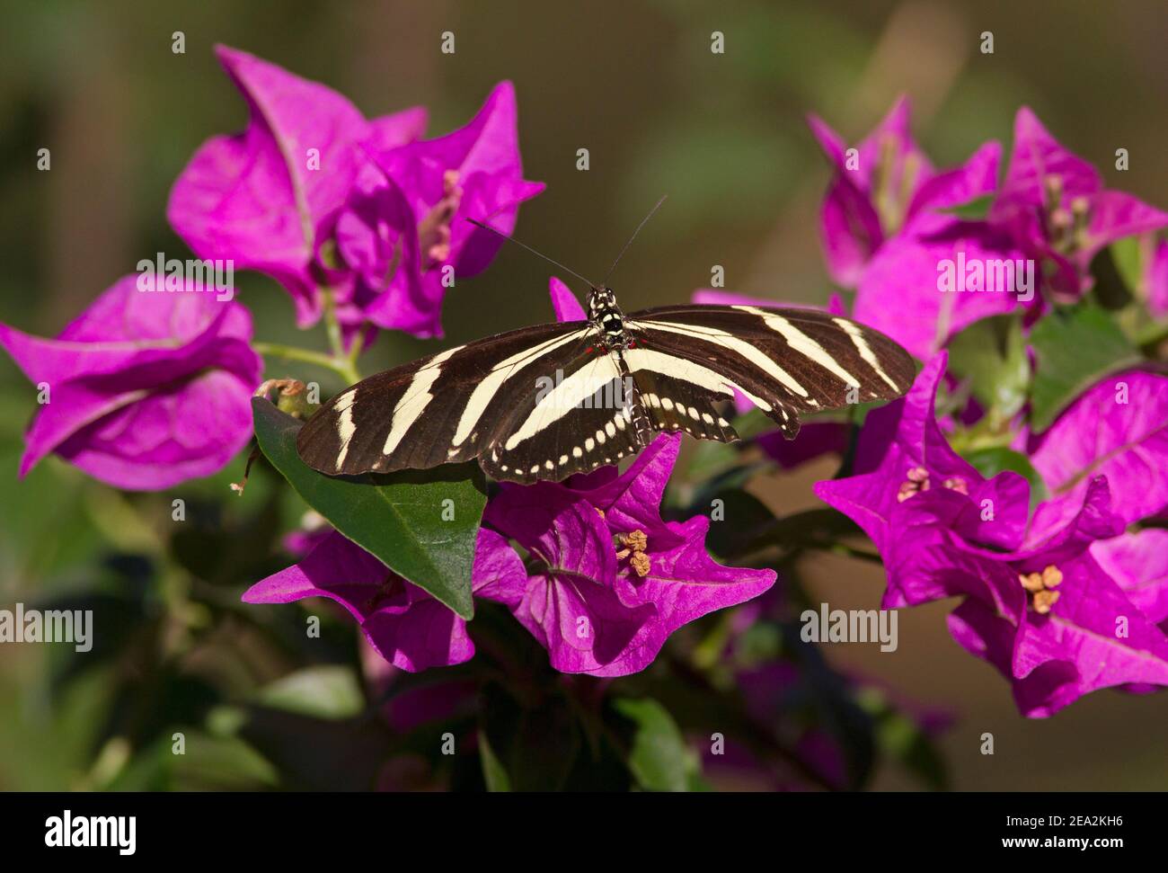 Zebra Longwing Butterfly, Heliconius charithonia, singolo adulto che riposa sui fiori di bougainvillea, Cuba Foto Stock