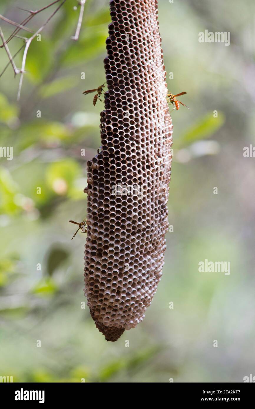 Wasps fuori del nido, Cuba Foto Stock