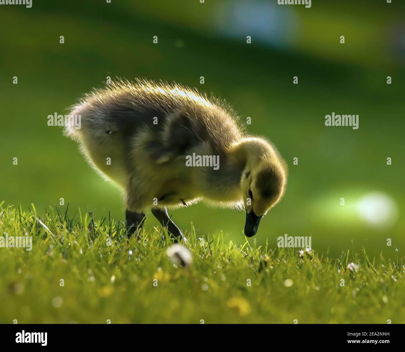 Giovane gosling che si nutrono nell'erba al tramonto in Minnesota Foto Stock