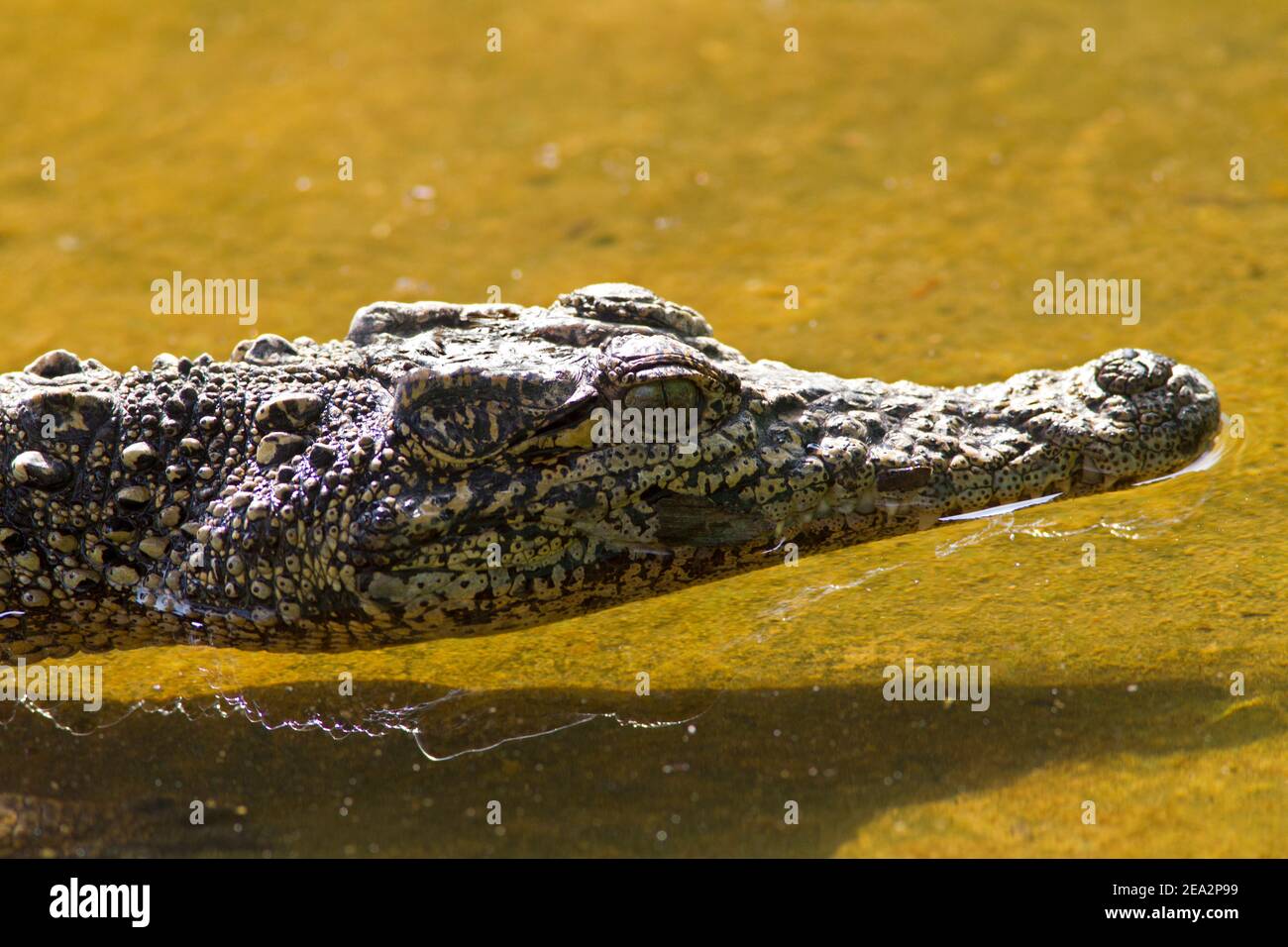 Coccodrillo cubano, coccodrillo rombifero, capo del singolo immaturo, la Boca Crocodile Farm, Zapata, Matanzas, Cuba (Captive) Foto Stock