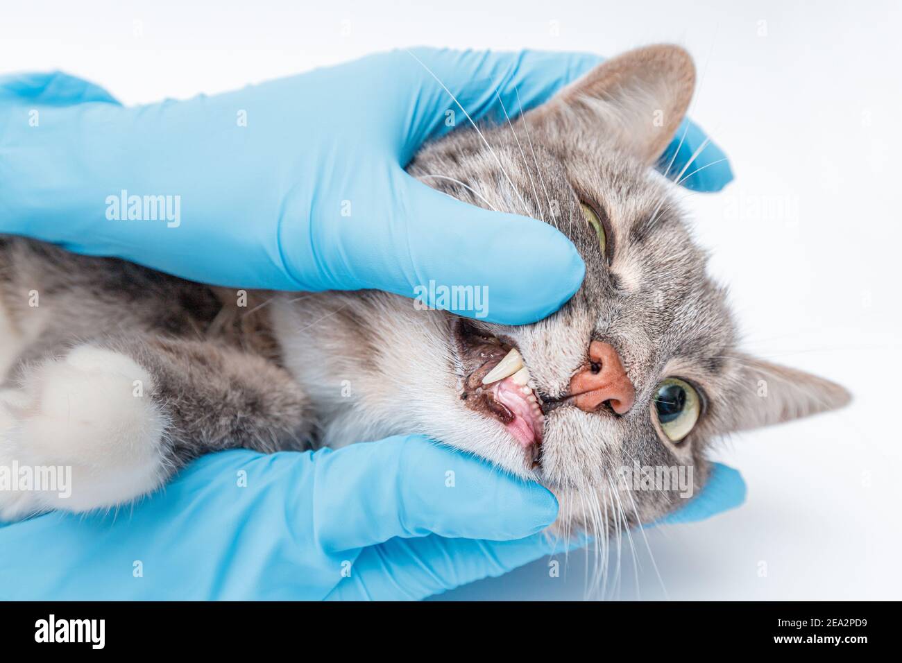 Veterinario dentista verifica le condizioni e la salute dei denti del gatto  in clinica. Salute e longevità del vostro animale domestico Foto stock -  Alamy