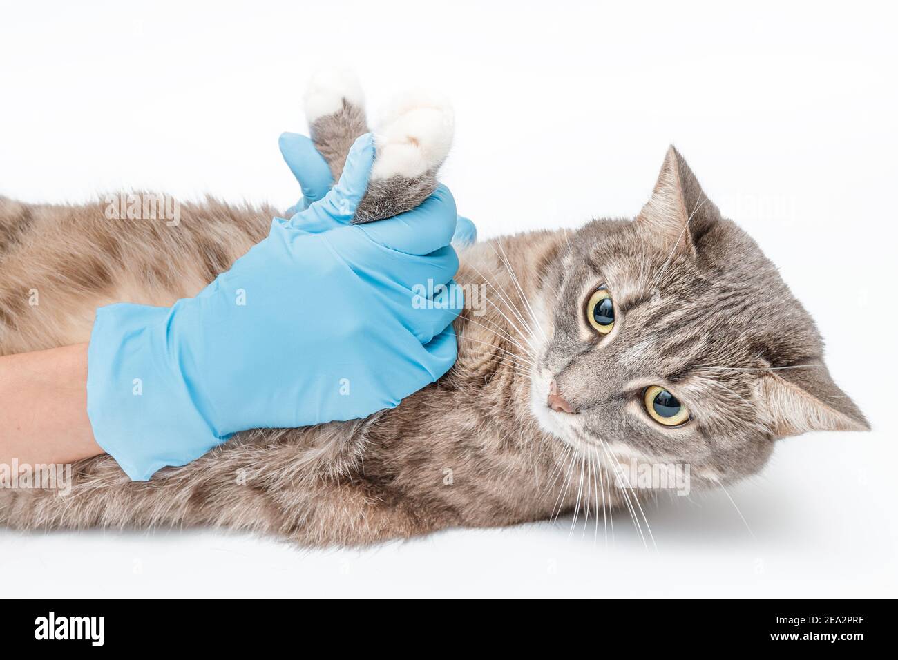 Il veterinario tiene il gatto del paziente dalle zampe. Concetto di massaggio o di trattamento per animali domestici Foto Stock