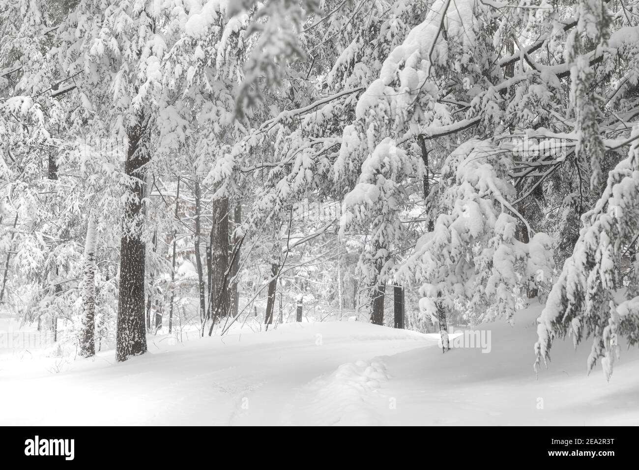 Strada posteriore coperta di neve in foresta innevata Foto Stock