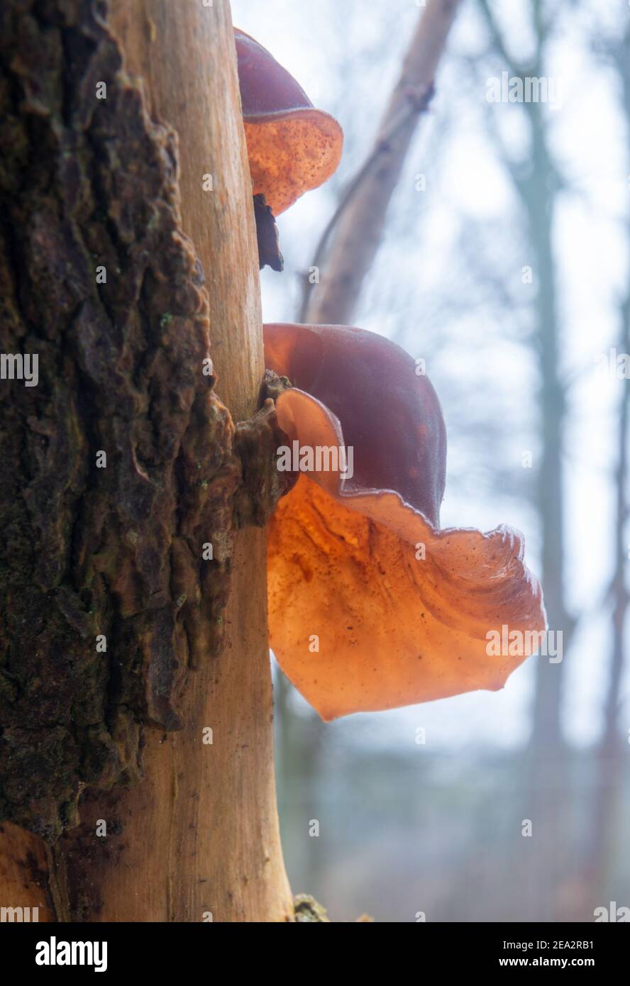 Orecchio di gelatina / Ebrei orecchio / legno orecchio fungo crescente su un tronco di albero morto in bosco Foto Stock