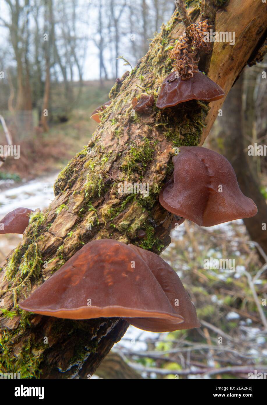 Orecchio di gelatina / Ebrei orecchio / legno orecchio fungo crescente su un tronco di albero morto in bosco Foto Stock
