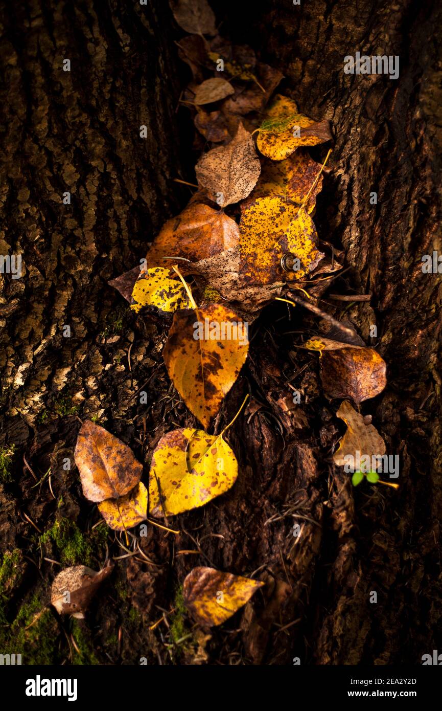 Foresta impostazione con foglie cadute su tronco di albero Foto Stock