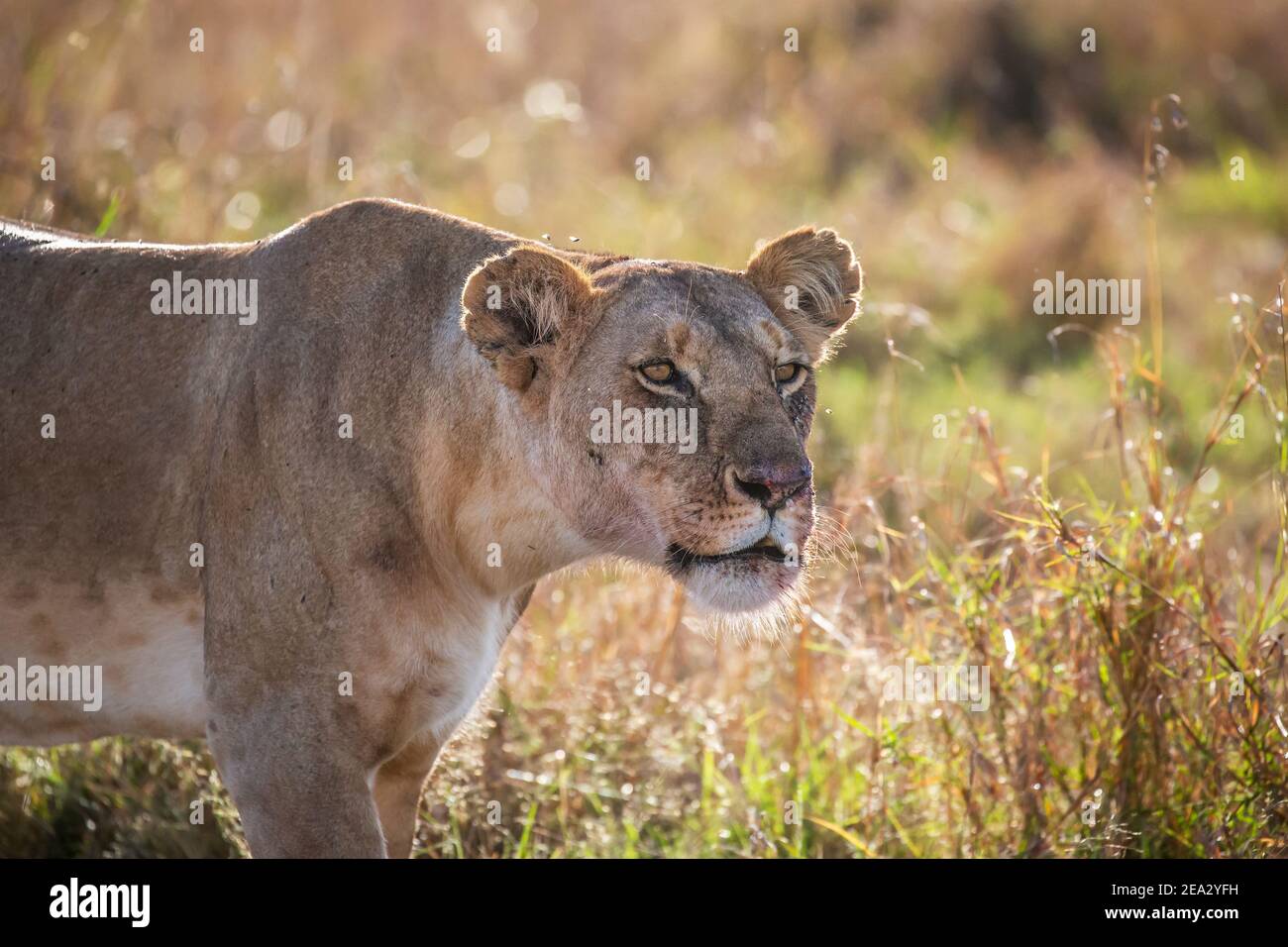 Primo piano della leonessa che fissava la preda, Masai Mara, Kenya Foto Stock