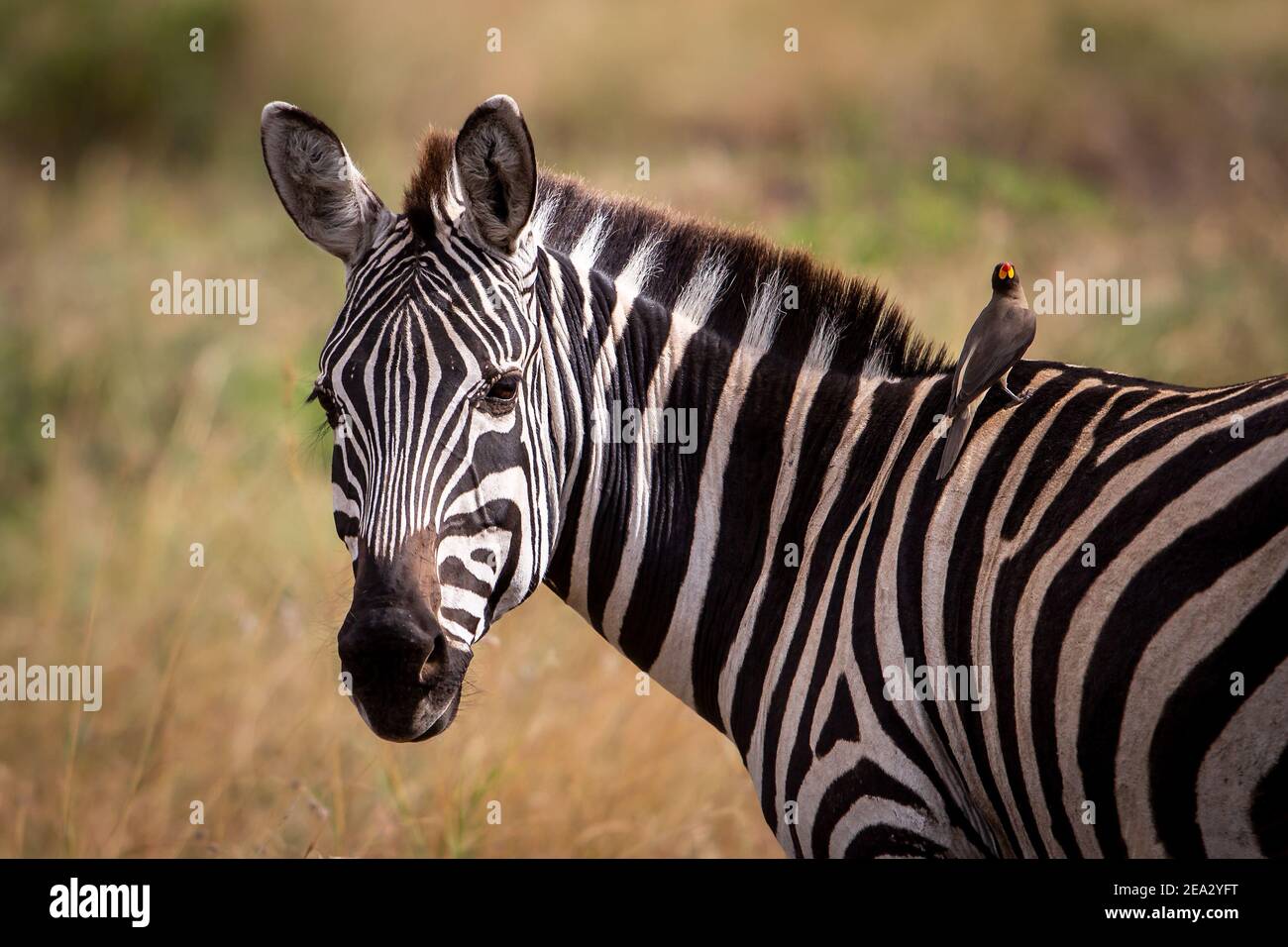 Potrait di zebra con osspecker, Masai Mara, Kenya Foto Stock