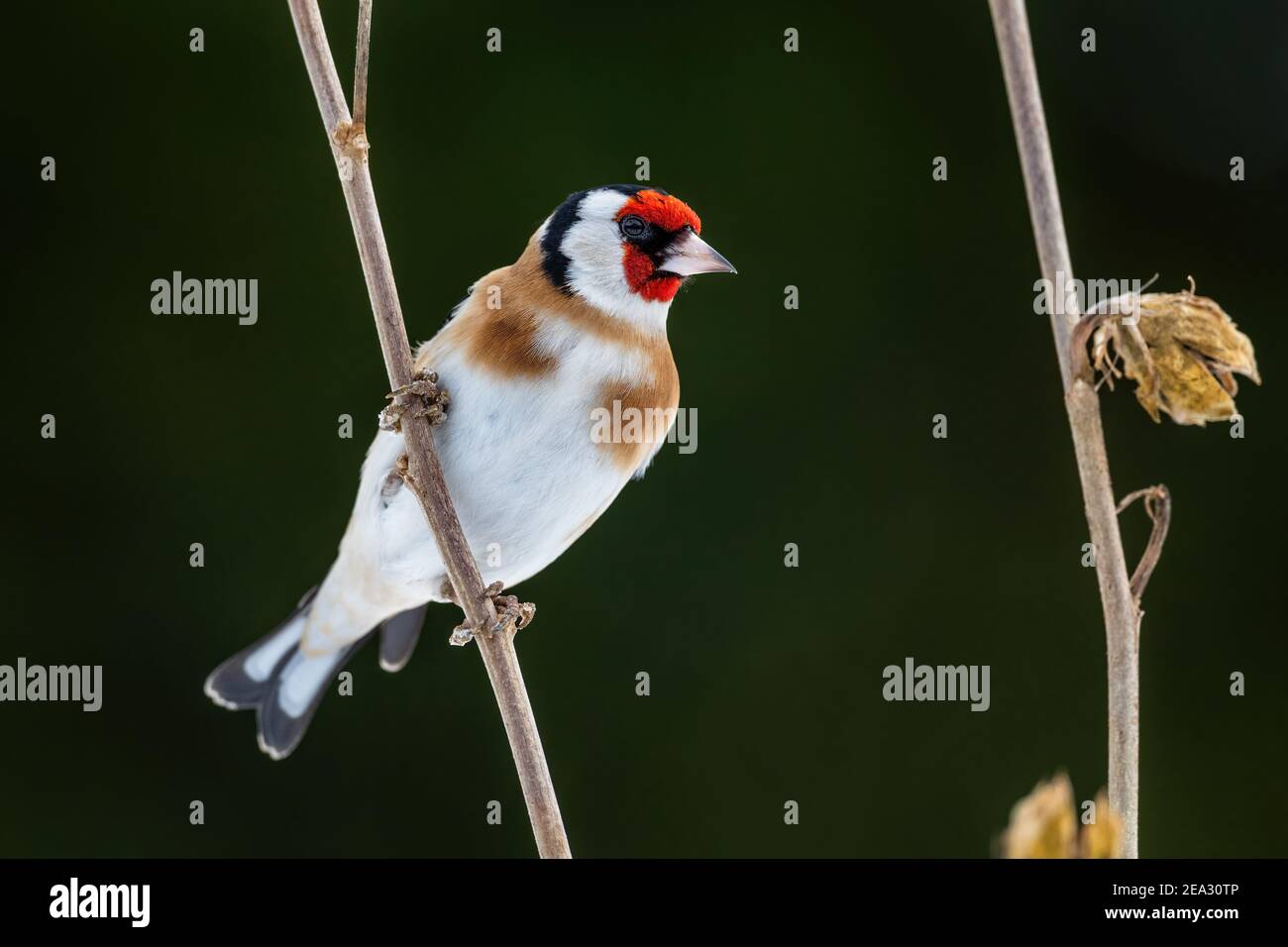 European Goldfinch - Carduelis carduelis, bellissimo uccello colorato perching da prati e praterie europee, Zlin, Repubblica Ceca. Foto Stock