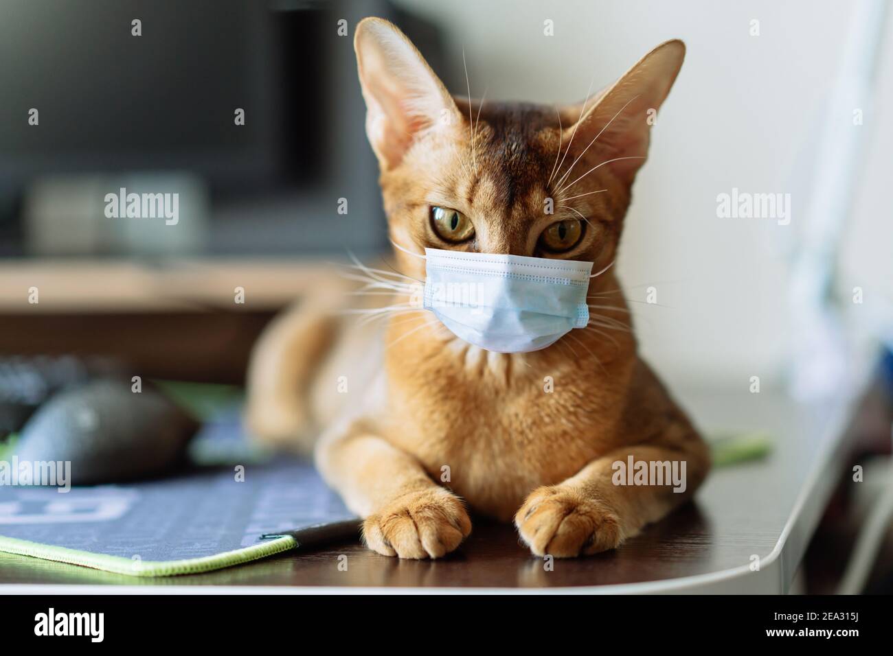 Ritratto di un gatto zenzero. Il gatto nella maschera medica viso. Foto Stock