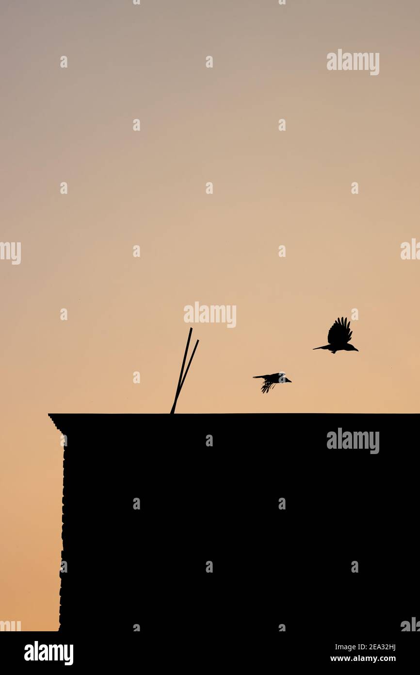 Sorvolando due corvi su un edificio in serata Foto Stock