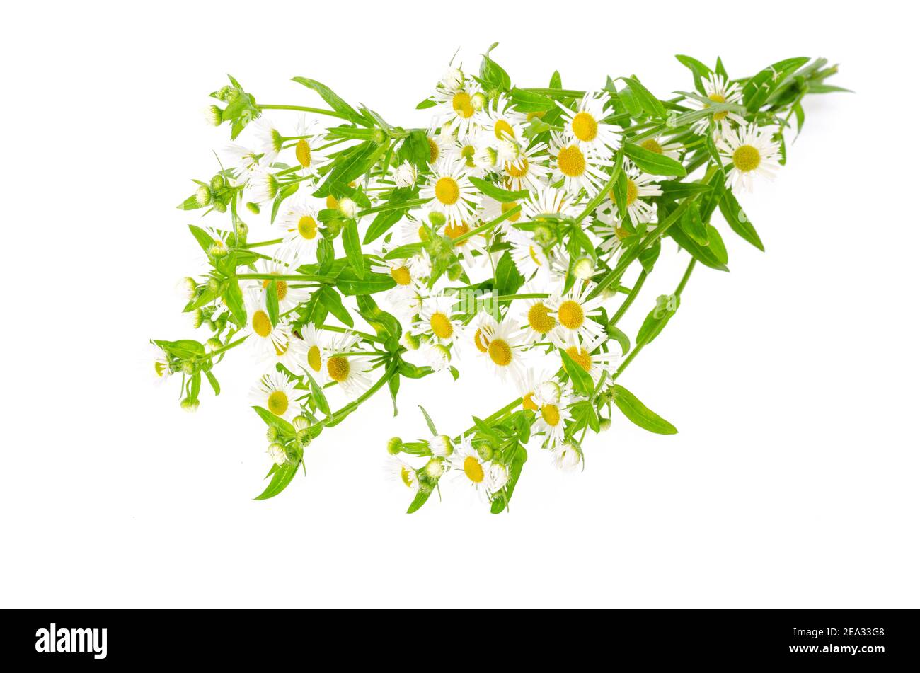 Bouquet di piccole margherite d'autunno bianche. Studio foto Foto Stock