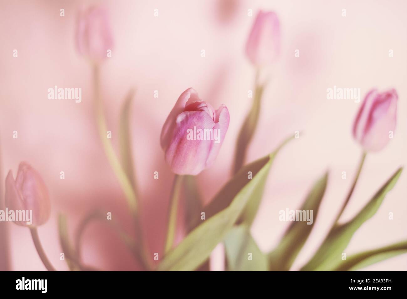 bouquet di tulipani su sfondo pastello Foto Stock