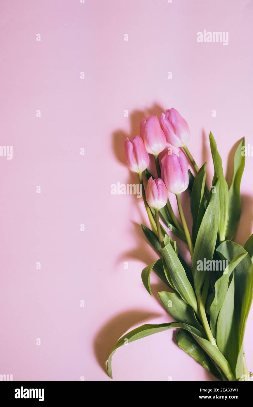 bouquet di tulipani su sfondo pastello Foto Stock