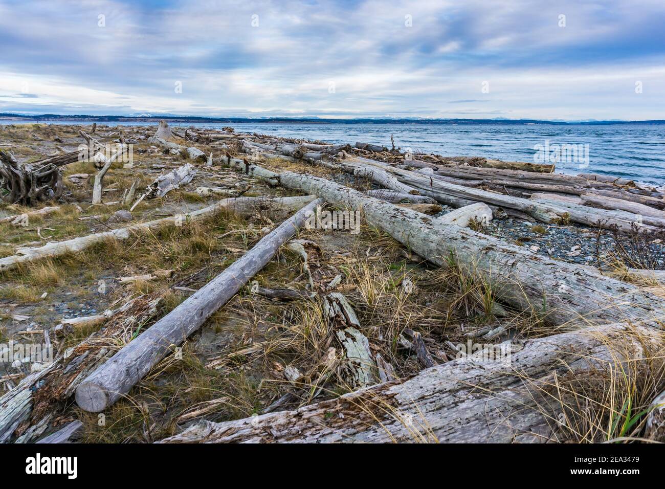 Driftwood si trova a Port Townsend, Washington. Foto Stock