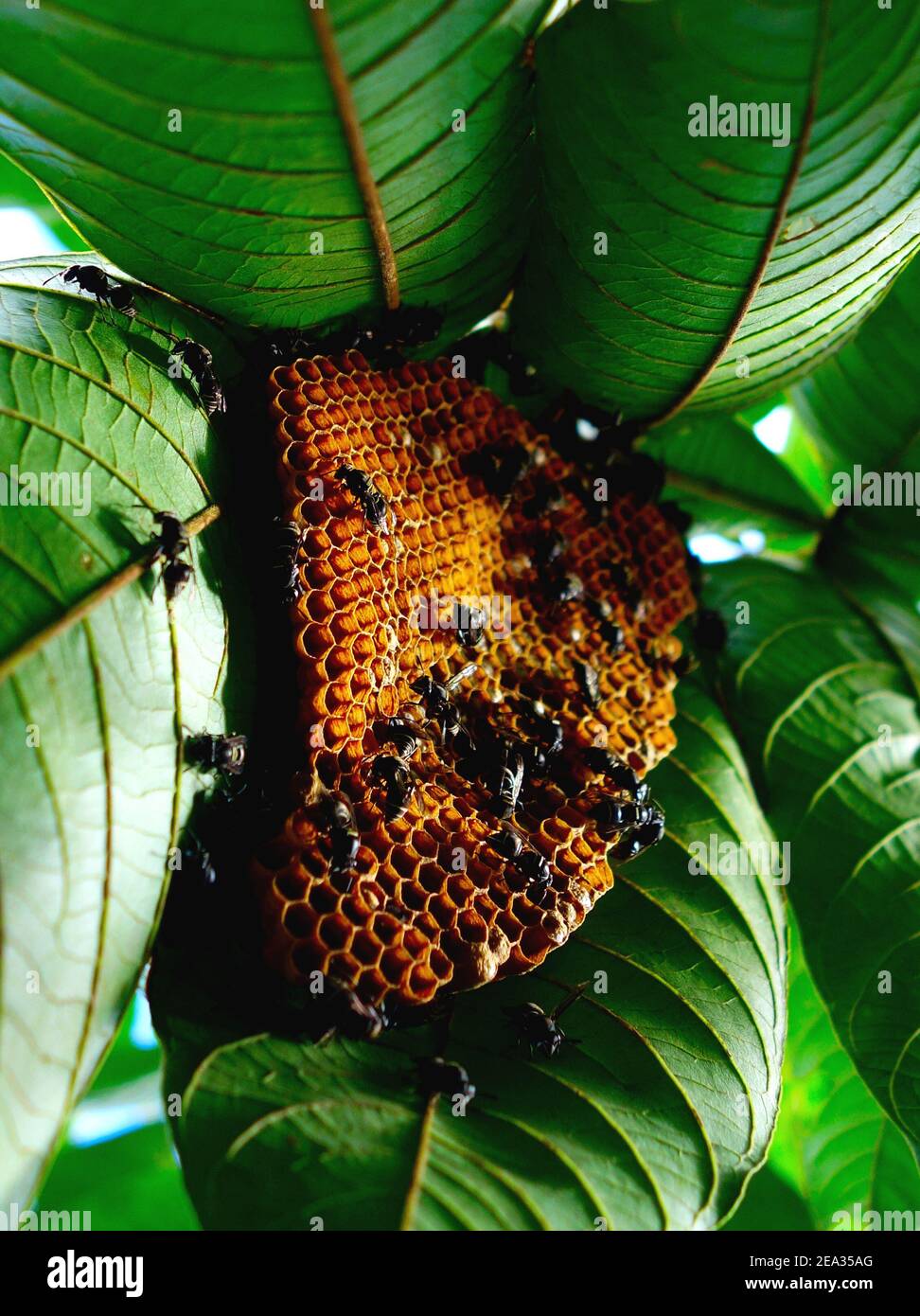 Le api selvatiche nella foresta amazzonica costruiscono cellule di un nido d'ape sulle foglie. Foto Stock