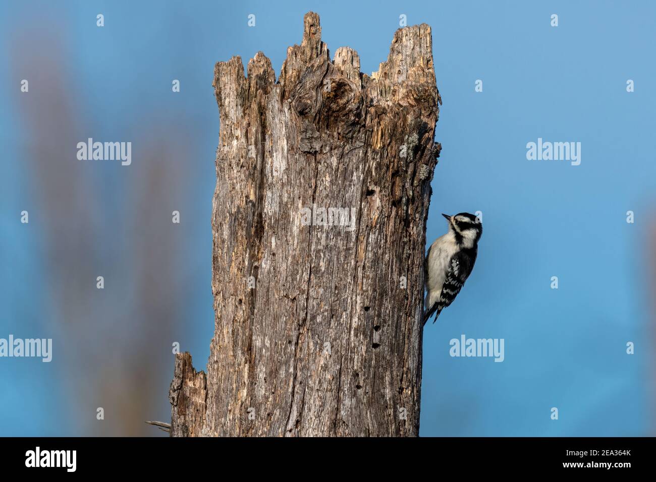 Una perch femminile di Downy Woodpecker su un arto di albero. Foto Stock