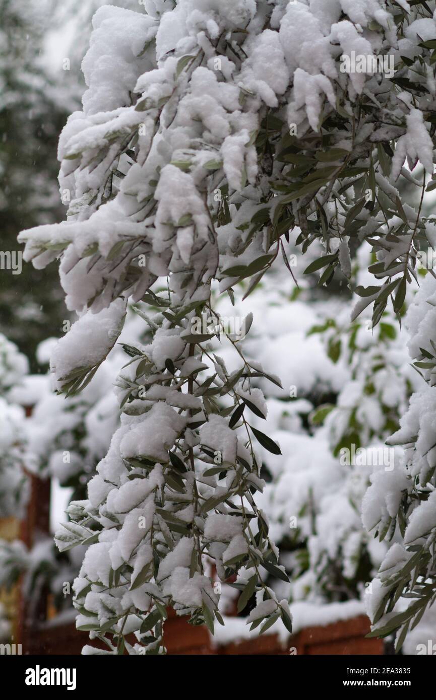 Olea europaea, olivo europeo, coperto di neve in inverno UK Foto Stock