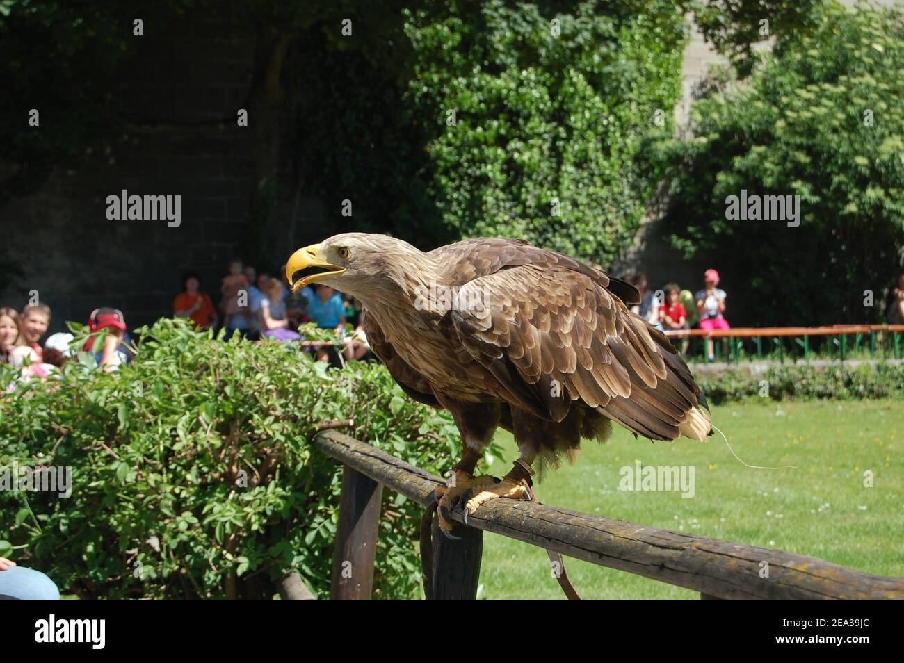 Un'aquila dalla coda bianca (Haliaetus albicilla) al Castello di Hohenbeilstein Falconry in Germania. L'aquila dalla coda bianca è la più grande d'Europa. Foto Stock