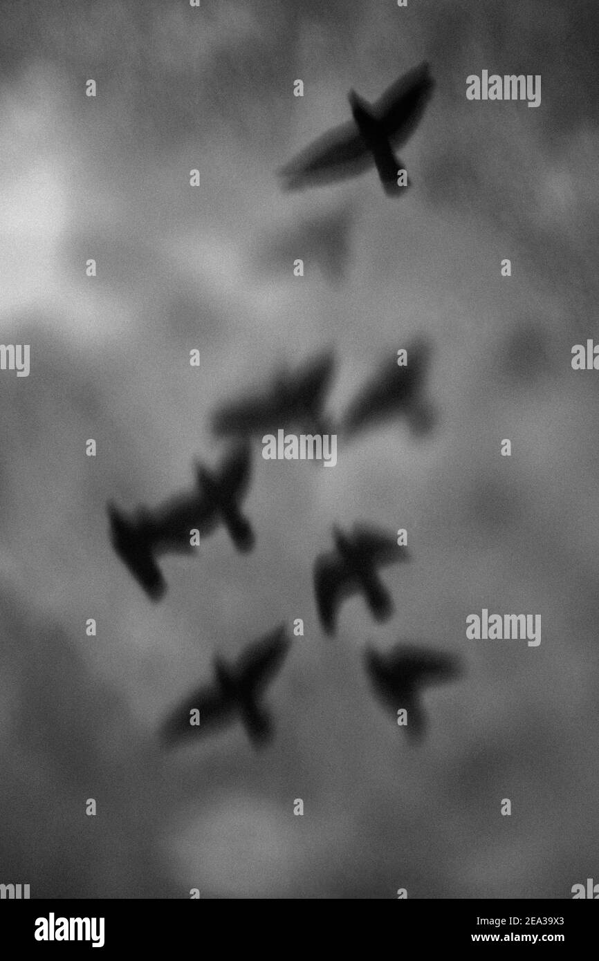 Uccelli astratti, Silhouette Bird immagini Foto Stock