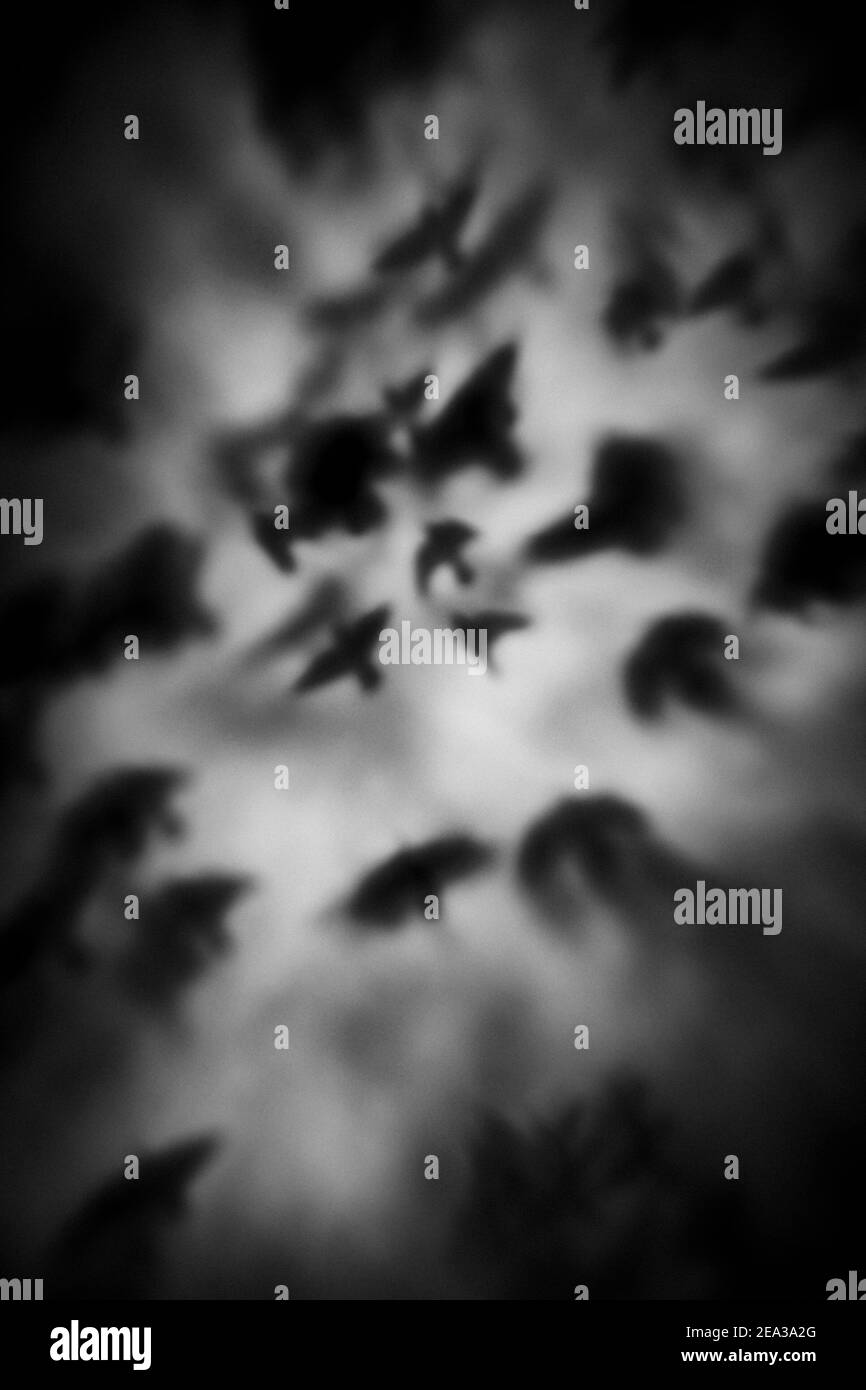 Uccelli astratti, Silhouette Bird immagini Foto Stock