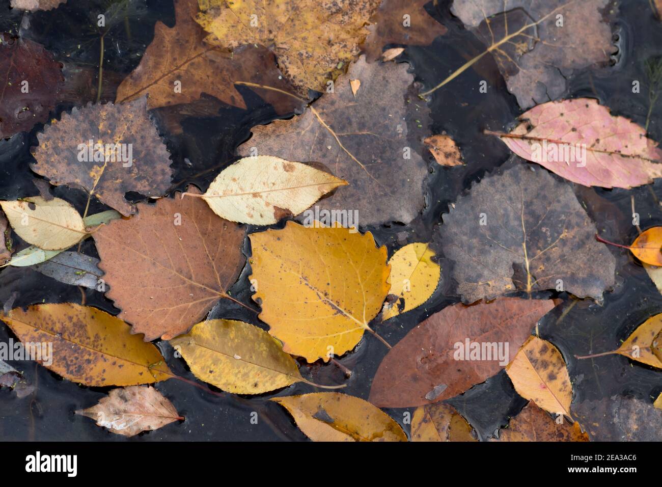 Varie foglie autunnali su sfondo marrone. Foto Stock