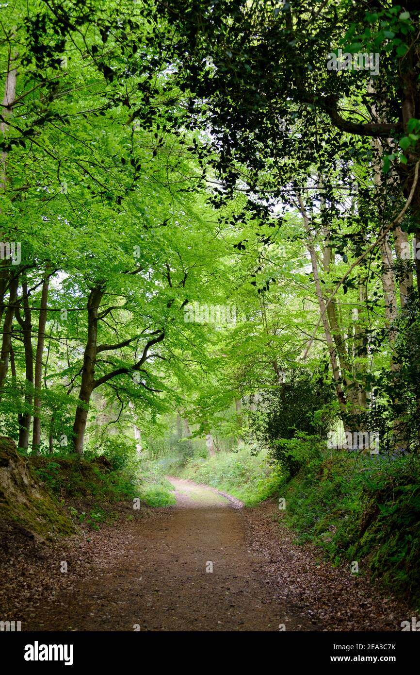 Woodland Path in primavera, Brede High Woods, East Sussex, Regno Unito Foto Stock