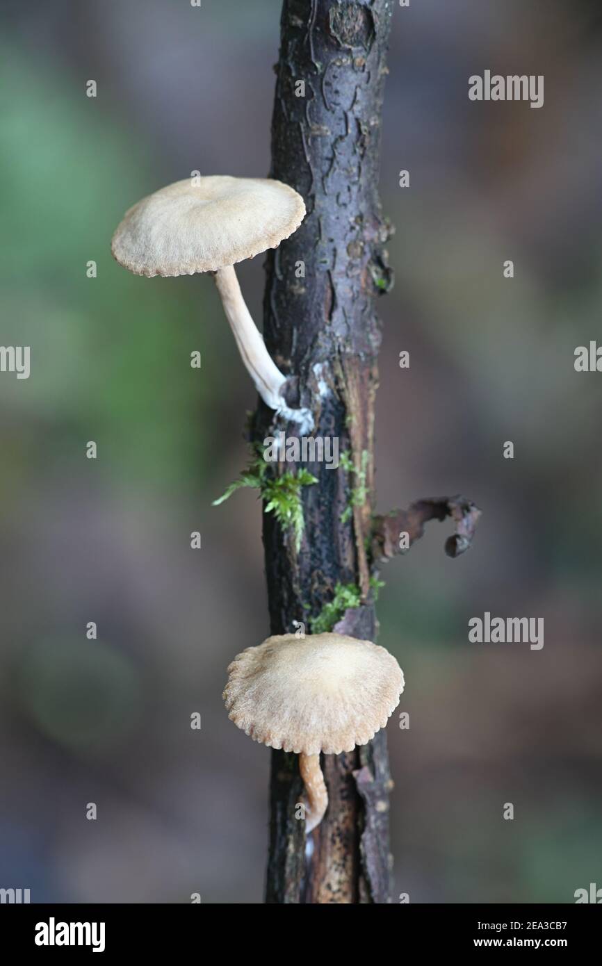 Tubaria conspersa, comunemente noto come il twiglet feltrato, fungo selvatico dalla Finlandia Foto Stock