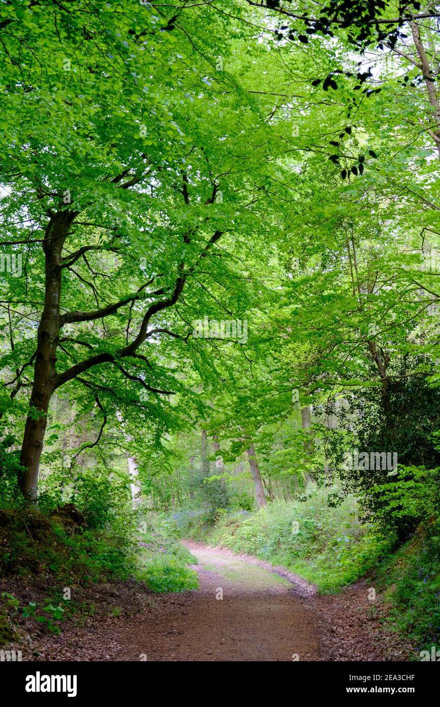 Woodland Path in primavera, Brede High Woods, East Sussex, Regno Unito Foto Stock