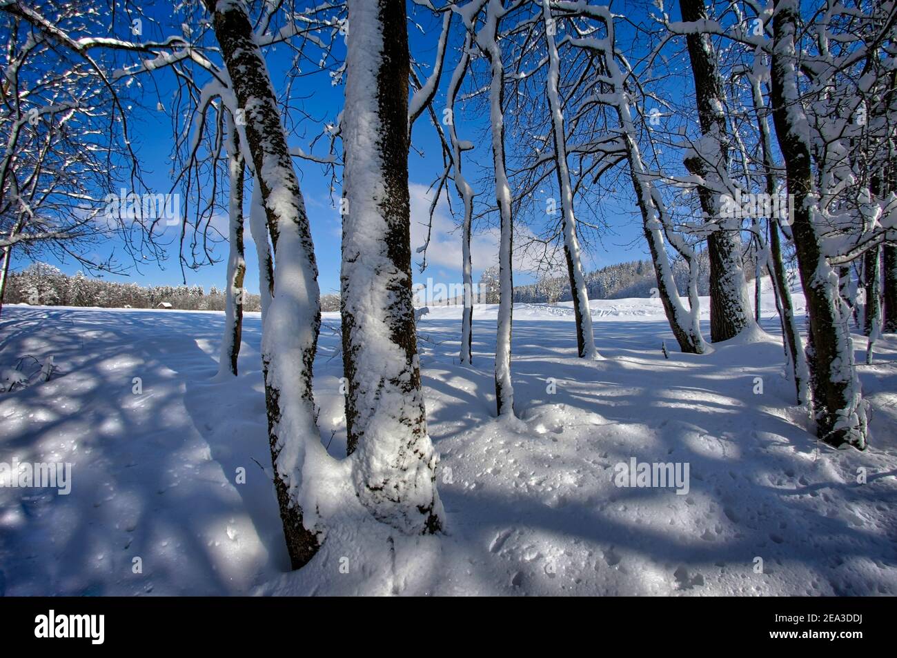 DE - BAVARIA: Scena invernale nei boschi di Pfannenholz vicino a Bad Toelz Foto Stock