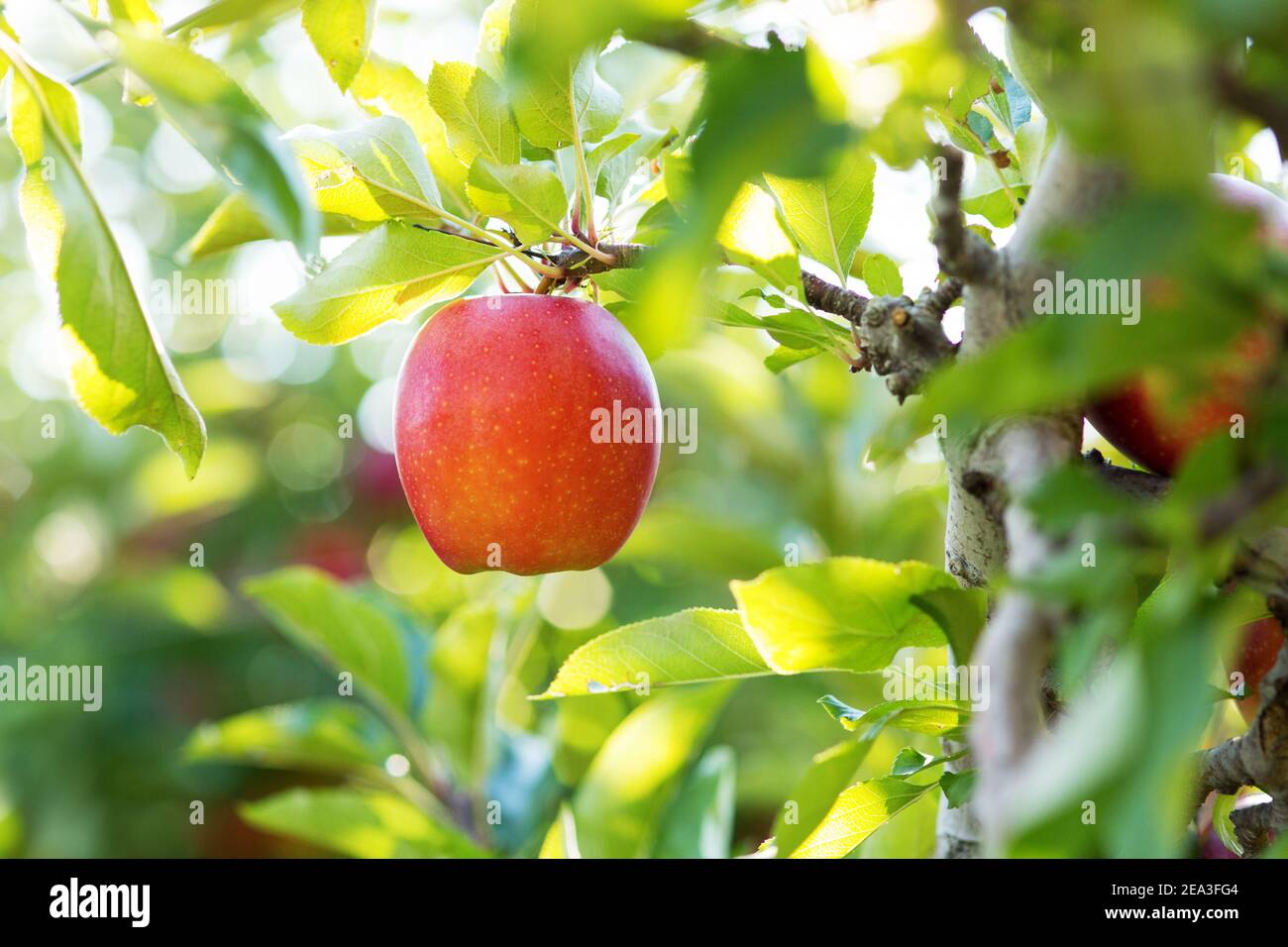 Una mela Pink Lady (o Cripps Pink) appesa in un frutteto nel mese di ottobre a Northborough, Massachusetts, Stati Uniti. Foto Stock