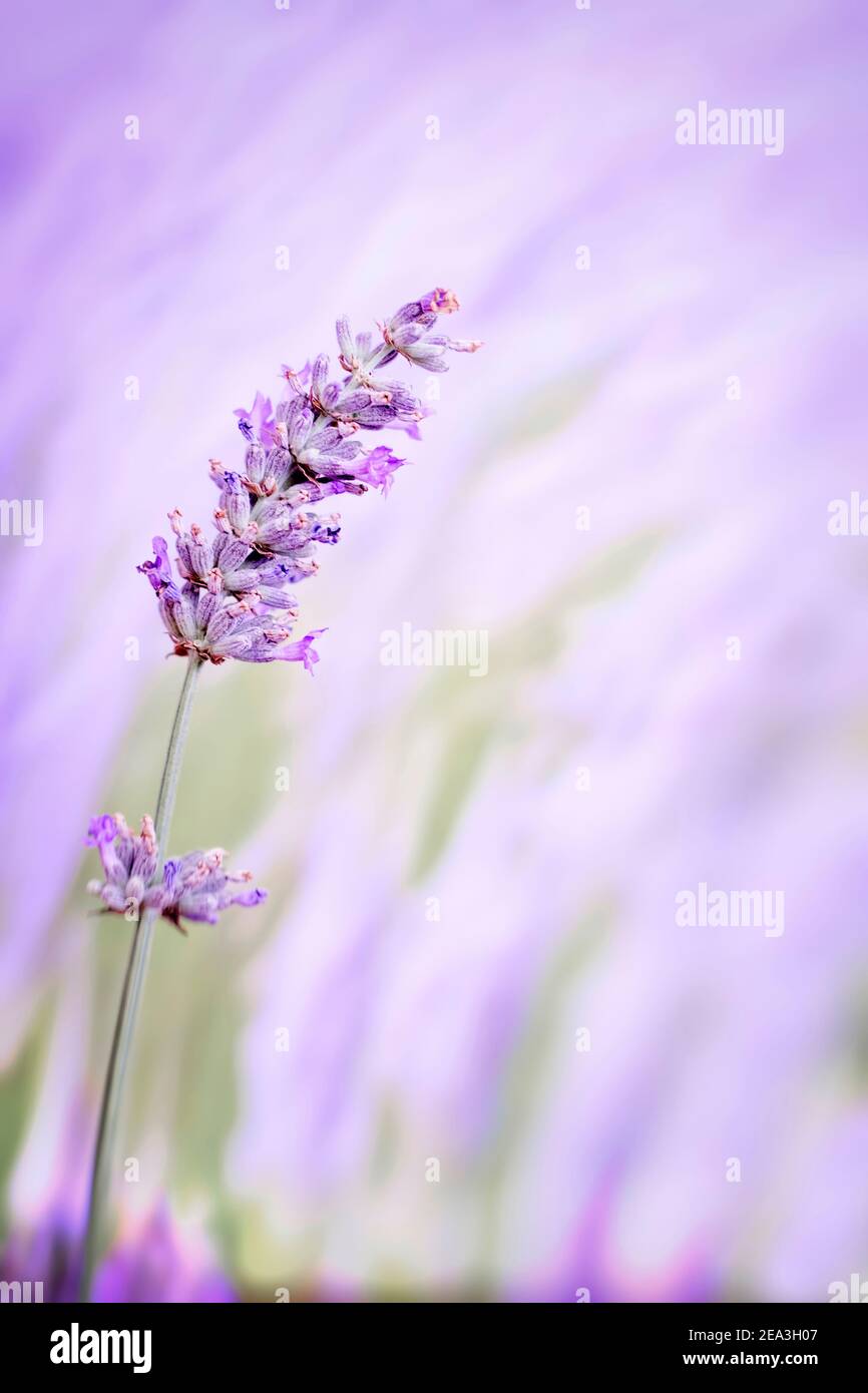 primo piano di un fiore di lavanda isolato su uno sfondo verde e malva sfocato con bokeh, copia spazio verticale Foto Stock