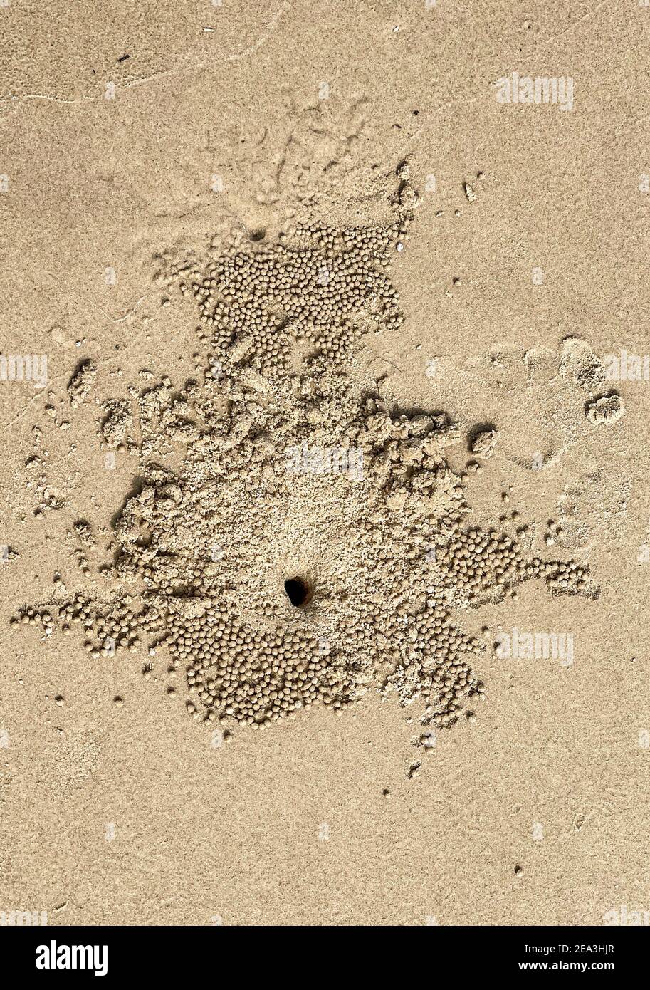 Palline di sabbia fatte dai granchi di gorgogliatore di sabbia, globosio di Scopimera, diffuso in tutta la regione Indo-Pacifico su spiagge sabbiose. Foto Stock