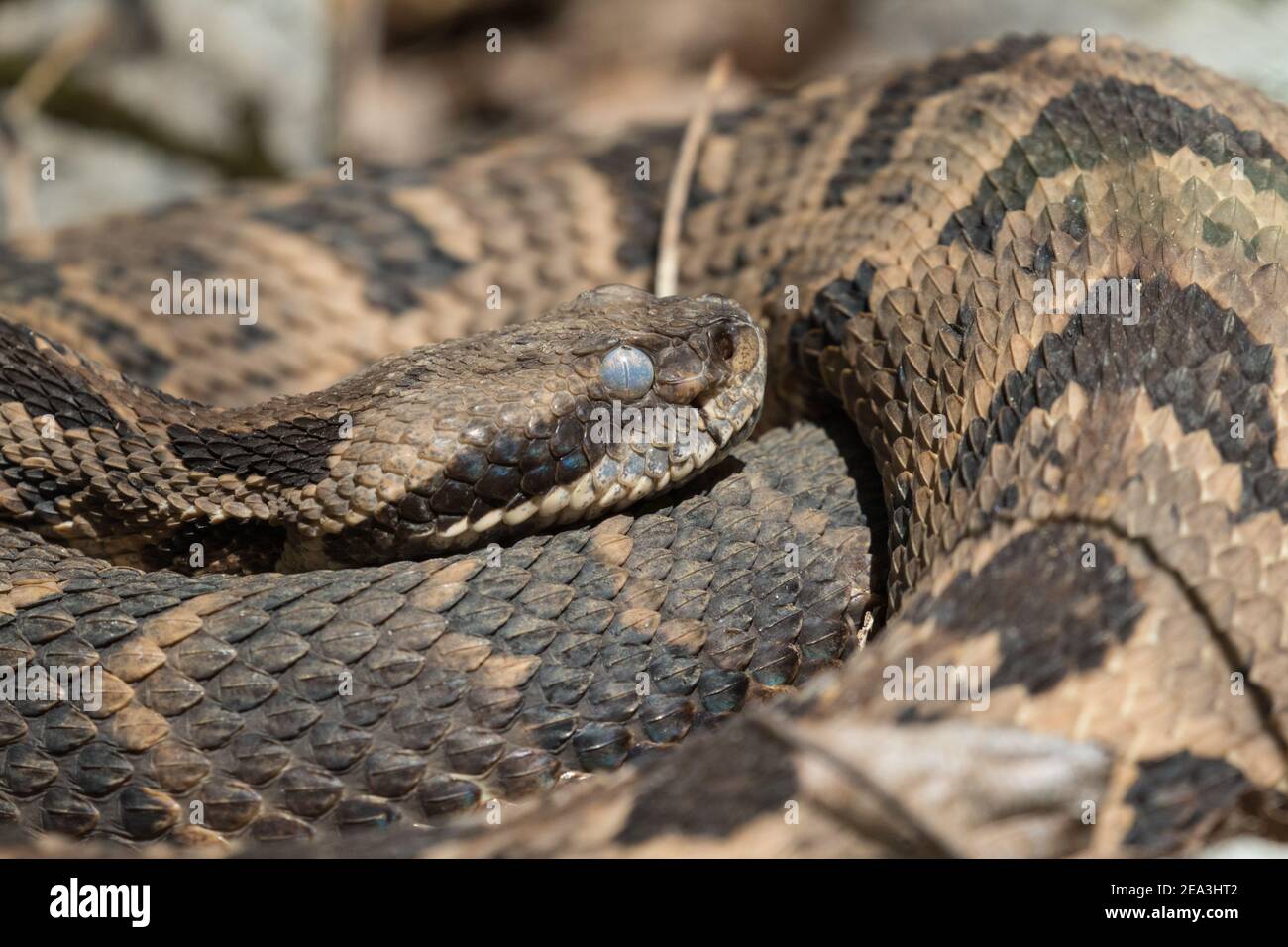 Primo piano di un rattlesnake di legno, Crotalus horridus, appena prima della molatura. Foto Stock