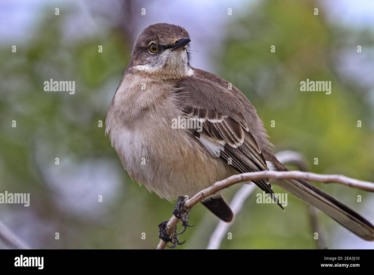 Primo piano ritratto di Mockingbird settentrionale arroccato a Port Aransas Sull'isola di Mustang in Texas Foto Stock