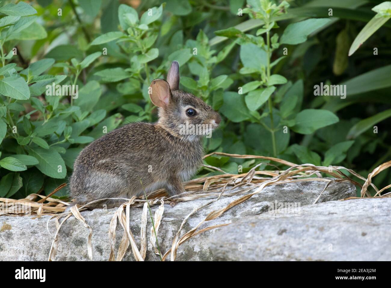 Ritratto di un giovane coniglio di cotoncoda, Sylvilagus floridanus, seduto su una parete di roccia. Foto Stock