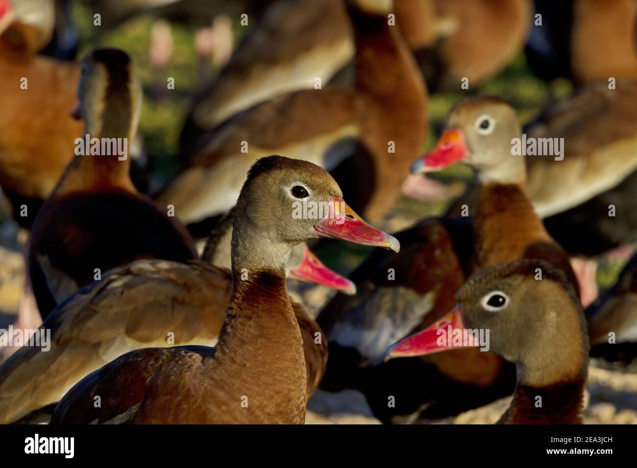 Gregge di anatre fischianti dal colore nero con focus selezionato su anatra singola e alta visibilità di bollette rosa rossastre. La posizione è Brownsville, Texas. Foto Stock