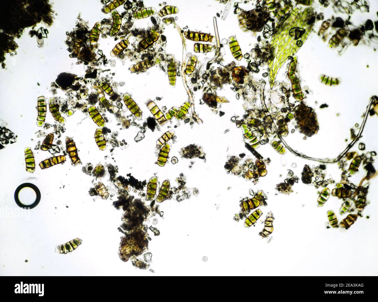Microalghe al microscopio, campione prelevato dal muschio, ingrandimento 100 volte Foto Stock